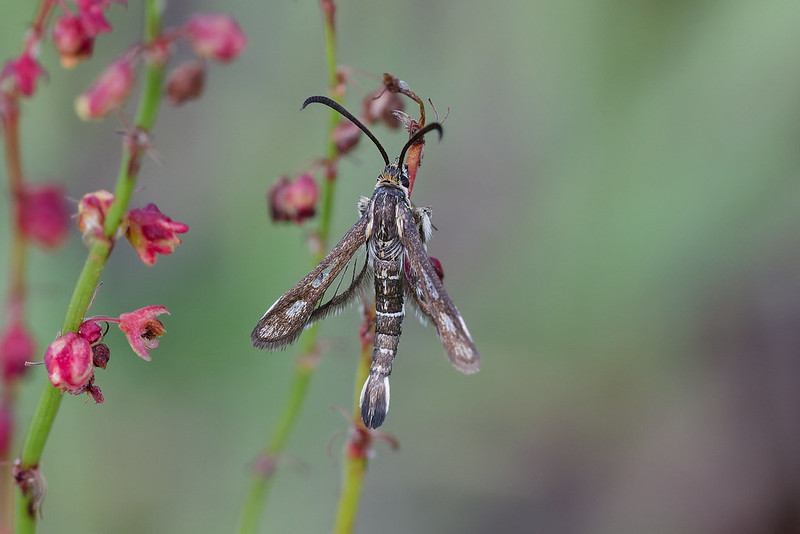 31 Pyropteron meriaeformis.jpg